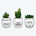 Youngs Ceramic Multi Color Pots with Succulent - Small - 3 Piece 72481